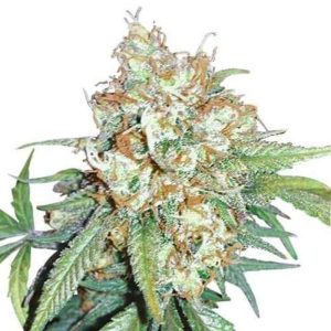 CHERRY PIE KUSH FEMINIZED SEEDS